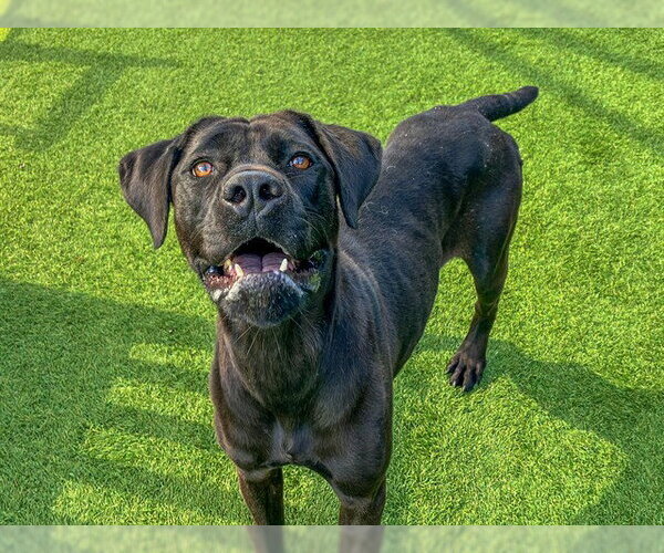 Medium Photo #1 Mastador Puppy For Sale in Orange, CA, USA