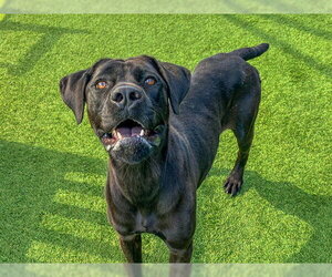 Mastador Dogs for adoption in Orange, CA, USA