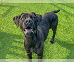 VELVET - Female Mastador Dog for Adoption - Small photo