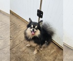 Small #1 Pomeranian