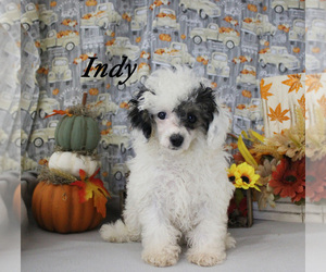 Poodle (Toy) Puppy for sale in CHANUTE, KS, USA