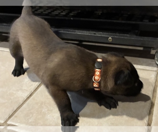 Medium Photo #1 Belgian Malinois Puppy For Sale in ANTELOPE, CA, USA