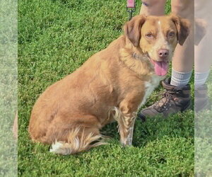 Shiloh - Female Colonial Cocker Spaniel-Unknown Mix Dog for Adoption - Photo #4