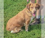 Small #3 Colonial Cocker Spaniel Mix