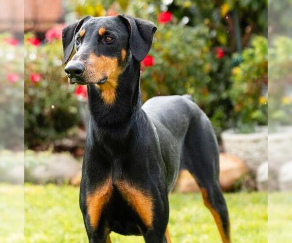 Medium Photo #1 Doberman Pinscher Puppy For Sale in Camarillo, CA, USA
