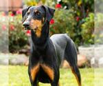 *NATHAN - Male Doberman Pinscher Dog for Adoption - Small photo