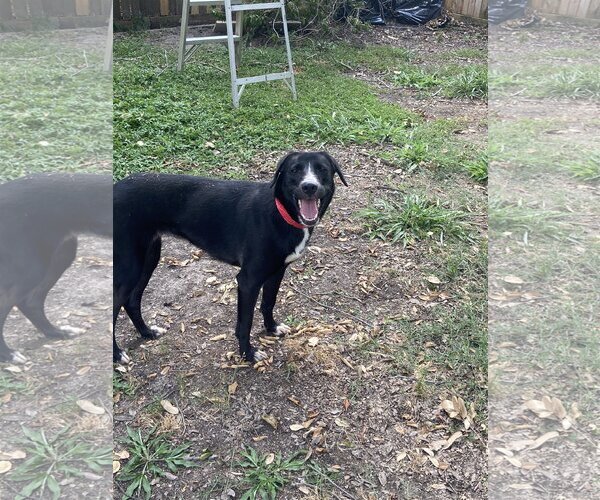 Medium Photo #2 Border Collie-Unknown Mix Puppy For Sale in Spring, TX, USA