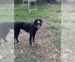Small #1 Border Collie Mix