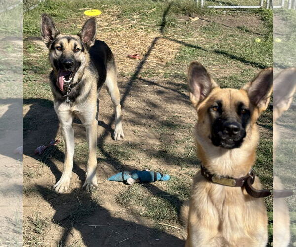Medium Photo #4 German Shepherd Dog-Unknown Mix Puppy For Sale in Waldron, AR, USA