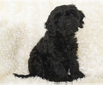 Puppy 4 Goldendoodle