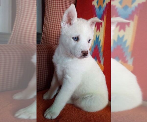Medium Photo #5 Siberian Husky Puppy For Sale in LITTLETON, ME, USA