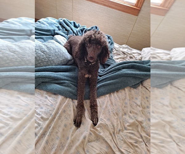 Medium Photo #1 Poodle (Standard) Puppy For Sale in KOKOMO, IN, USA