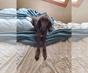 Mother of the Poodle (Standard) puppies born on 07/06/2025