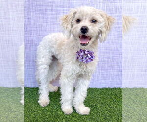 Havamalt Dogs for adoption in Corona, CA, USA