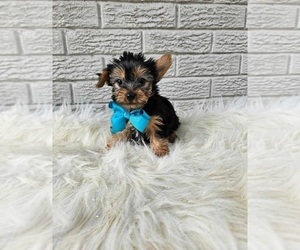 Yorkshire Terrier Puppy for sale in INDIANAPOLIS, IN, USA