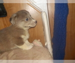 Small Photo #27 Australian Shepherd-Pembroke Welsh Corgi Mix Puppy For Sale in GALLEGOS, NM, USA