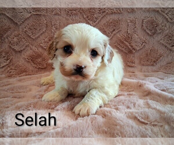Medium Photo #14 Cavapoo (Miniature) Puppy For Sale in STANLEY, WI, USA