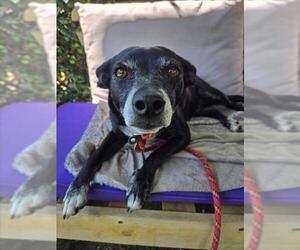 Mutt Dogs for adoption in Woodland, CA, USA