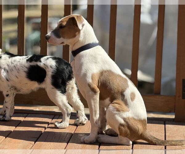 Medium Photo #13 Mutt Puppy For Sale in St. Louis Park, MN, USA