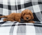 Benny - Male Cavapoo (Standard) Puppy for Sale - Photo #5