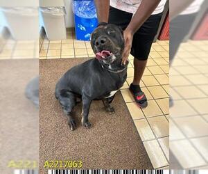 Rottweiler Dogs for adoption in West Palm Beach, FL, USA