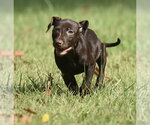 Small Photo #3 Chocolate Labrador retriever-Pointer Mix Puppy For Sale in Mechanicsburg, PA, USA
