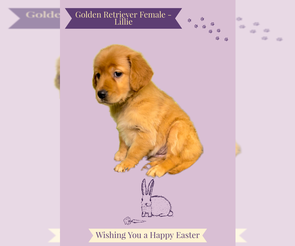 Medium Photo #1 Golden Retriever Puppy For Sale in AZLE, TX, USA