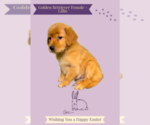 Small Photo #1 Golden Retriever Puppy For Sale in AZLE, TX, USA