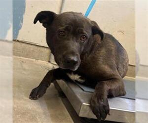 German Shepherd Dog-Unknown Mix Dogs for adoption in Camarillo, CA, USA