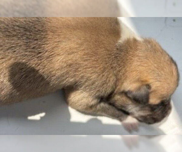 Medium Photo #1 German Shepherd Dog Puppy For Sale in Houston, TX, USA