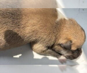 German Shepherd Dog Dogs for adoption in Houston, TX, USA