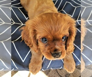 Cavalier King Charles Spaniel Puppy for Sale in GENEVA, New York USA