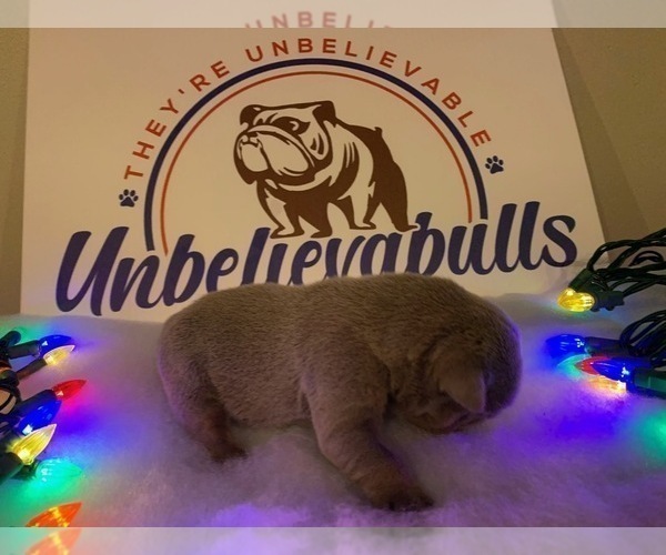Medium Photo #2 Bulldog Puppy For Sale in CENTERVILLE, OH, USA