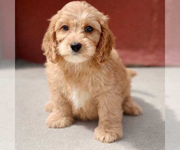Medium Photo #1 Cavapoo (Miniature) Puppy For Sale in DUNDEE, OH, USA