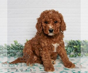 Goldendoodle (Miniature) Puppy for sale in LITITZ, PA, USA