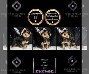 Morkie Puppy for sale in WARSAW, IN, USA