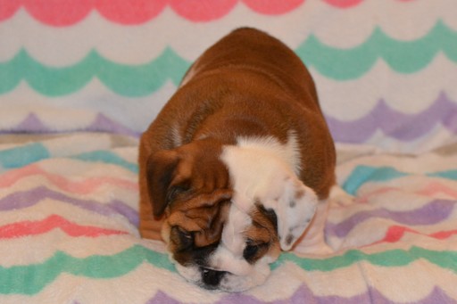 Medium Photo #4 Bulldog Puppy For Sale in CHINO HILLS, CA, USA