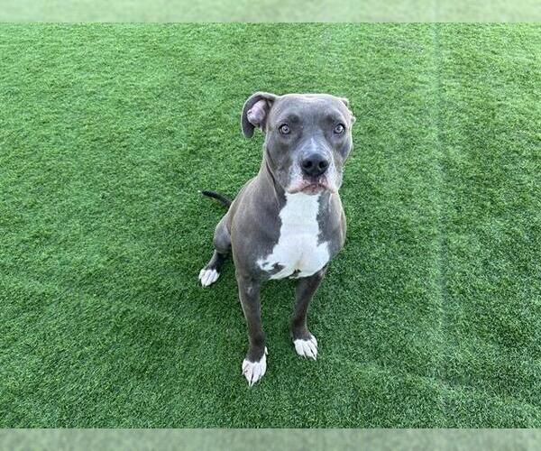 Medium Photo #2 American Staffordshire Terrier-Unknown Mix Puppy For Sale in Grand Prairie, TX, USA