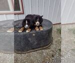 Small Photo #2 Bernese Mountain Dog Puppy For Sale in MEMPHIS, MO, USA