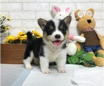 Small Pembroke Welsh Corgi