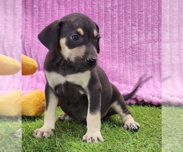Medium Photo #6 Catahoula Leopard Dog Puppy For Sale in CUMBY, TX, USA