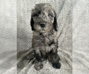 Goldendoodle Litter for sale in CENTURIA, WI, USA