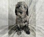 Image preview for Ad Listing. Nickname: Litter of 6