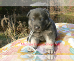 Small #3 German Shepherd Dog
