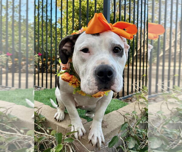 Medium Photo #13 American Staffordshire Terrier-Unknown Mix Puppy For Sale in Redlands, CA, USA