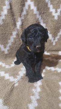 Medium Photo #1 Bernedoodle Puppy For Sale in POPLAR BLUFF, MO, USA
