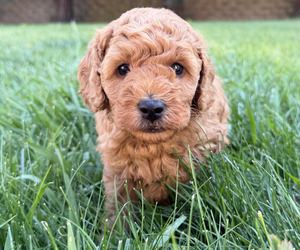 Medium Goldendoodle (Miniature)