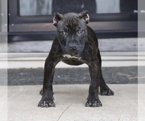 American Bully Puppy for sale in CHAMPAIGN, IL, USA