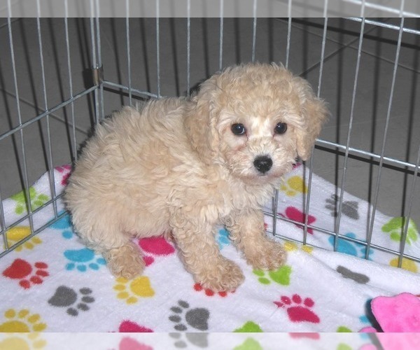 Medium Photo #6 Poodle (Miniature) Puppy For Sale in ORO VALLEY, AZ, USA