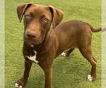Small #3 Labrador Retriever Mix